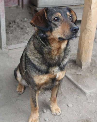 Tierschutzhunde suchen ein Zuhause-Beitrag-Bild