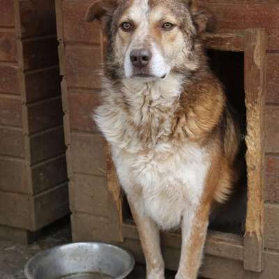 Tierschutzhunde suchen ein Zuhause-Beitrag-Bild