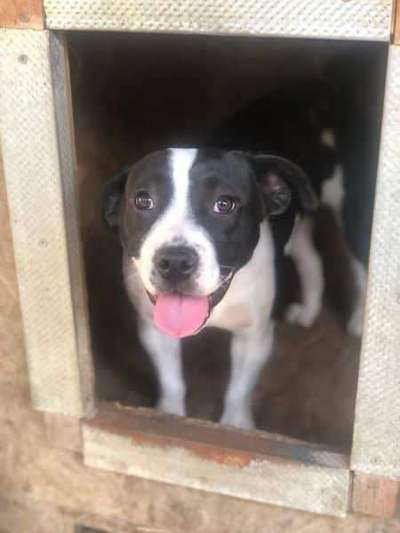 Tierschutzhunde suchen ein Zuhause-Beitrag-Bild