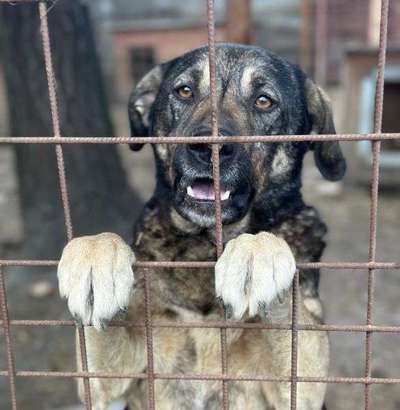 Tierschutzhunde suchen ein Zuhause-Beitrag-Bild