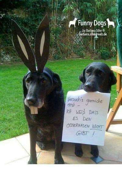 Hunde Memes-Beitrag-Bild