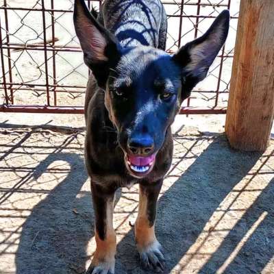 Tierschutzhunde suchen ein Zuhause-Beitrag-Bild