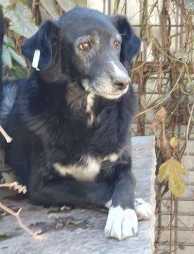 Tierschutzhunde suchen ein Zuhause-Beitrag-Bild