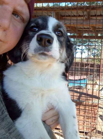 Tierschutzhunde suchen ein Zuhause-Beitrag-Bild