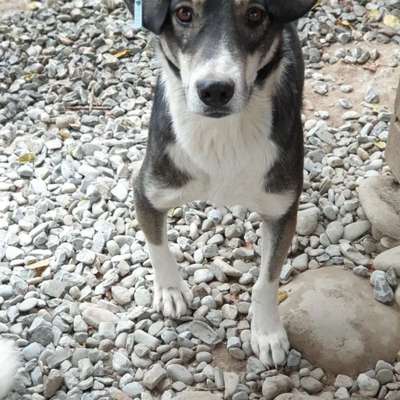 Tierschutzhunde suchen ein Zuhause-Beitrag-Bild