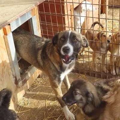 Tierschutzhunde suchen ein Zuhause-Beitrag-Bild