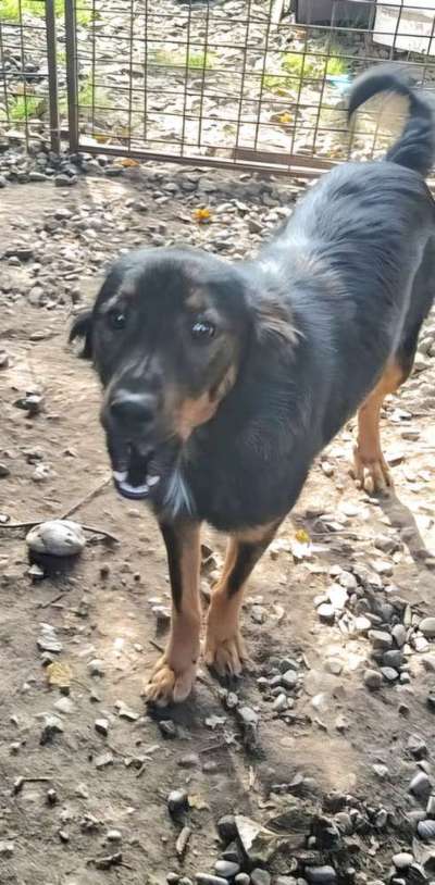 Tierschutzhunde suchen ein Zuhause-Beitrag-Bild