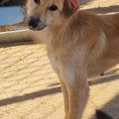 Tierschutzhunde suchen ein Zuhause-Beitrag-Bild