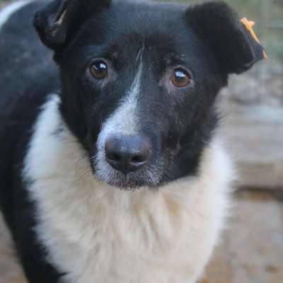 Tierschutzhunde suchen ein Zuhause-Beitrag-Bild