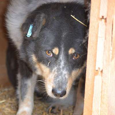 Tierschutzhunde suchen ein Zuhause-Beitrag-Bild