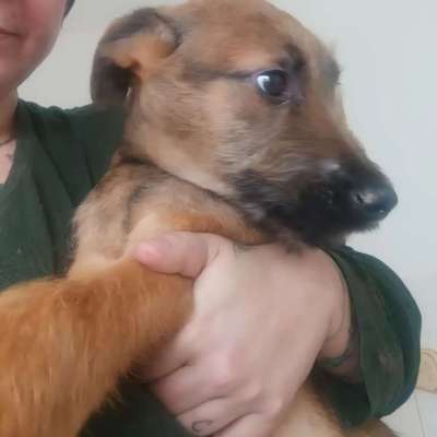 Tierschutzhunde suchen ein Zuhause-Beitrag-Bild