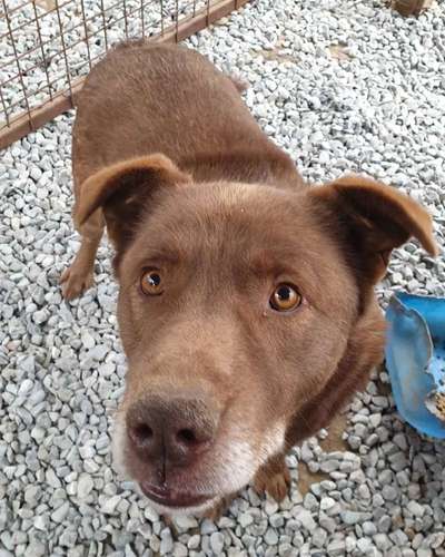 Tierschutzhunde suchen ein Zuhause-Beitrag-Bild