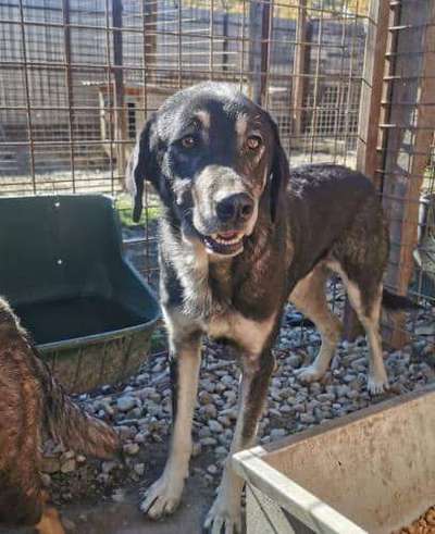Tierschutzhunde suchen ein Zuhause-Beitrag-Bild