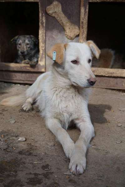 Tierschutzhunde suchen ein Zuhause-Beitrag-Bild