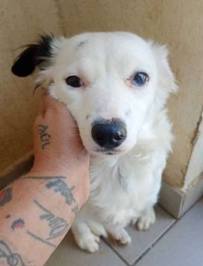 Tierschutzhunde suchen ein Zuhause-Beitrag-Bild