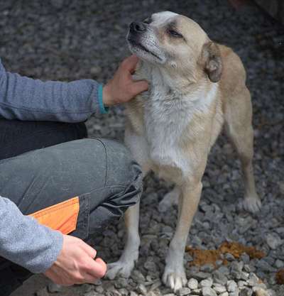 Tierschutzhunde suchen ein Zuhause-Beitrag-Bild