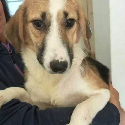 Tierschutzhunde suchen ein Zuhause-Beitrag-Bild