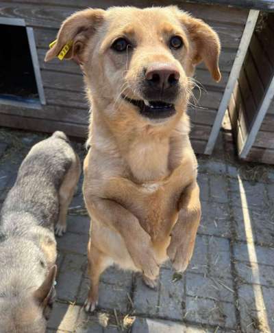 Tierschutzhunde suchen ein Zuhause-Beitrag-Bild