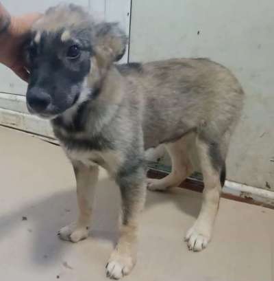 Tierschutzhunde suchen ein Zuhause-Beitrag-Bild