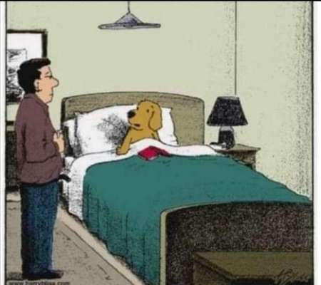 Hunde Memes-Beitrag-Bild