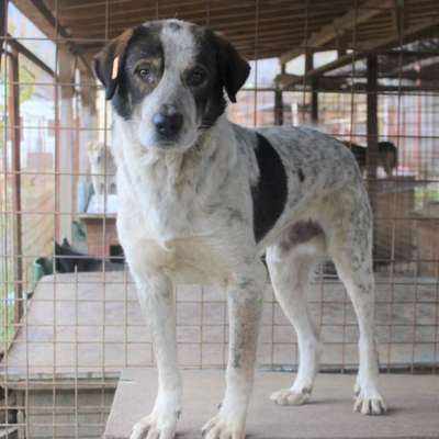 Tierschutzhunde suchen ein Zuhause-Beitrag-Bild