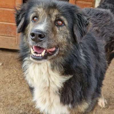 Tierschutzhunde suchen ein Zuhause-Beitrag-Bild