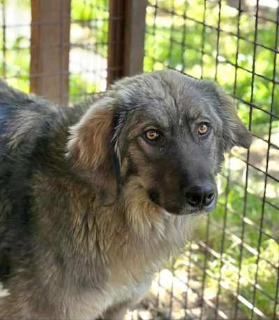 Tierschutzhunde suchen ein Zuhause-Beitrag-Bild
