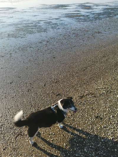 Dogorama Photo Challenge - Tierischer Urlaub-Beitrag-Bild