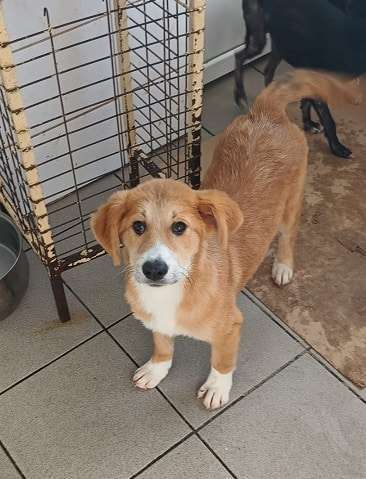 Tierschutzhunde suchen ein Zuhause-Beitrag-Bild