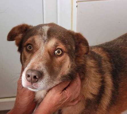 Tierschutzhunde suchen ein Zuhause-Beitrag-Bild