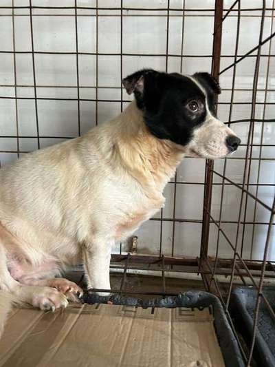 Tierschutzhunde suchen ein Zuhause-Beitrag-Bild