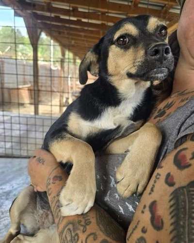 Tierschutzhunde suchen ein Zuhause-Beitrag-Bild