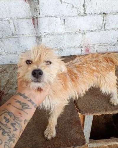 Tierschutzhunde suchen ein Zuhause-Beitrag-Bild