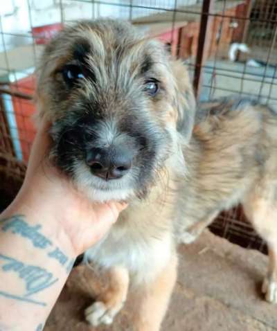 Tierschutzhunde suchen ein Zuhause-Beitrag-Bild