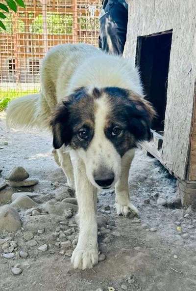 Tierschutzhunde suchen ein Zuhause-Beitrag-Bild