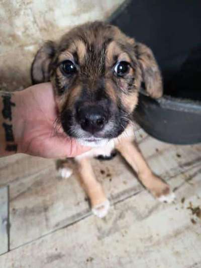 Tierschutzhunde suchen ein Zuhause-Beitrag-Bild