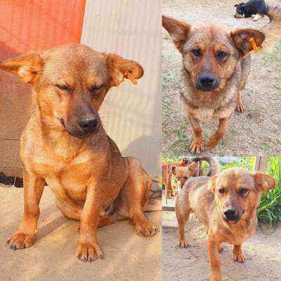 Tierschutzhunde suchen ein Zuhause-Beitrag-Bild