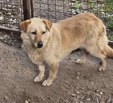Tierschutzhunde suchen ein Zuhause-Beitrag-Bild