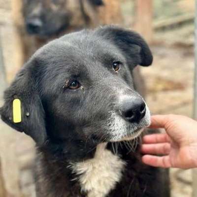 Tierschutzhunde suchen ein Zuhause-Beitrag-Bild