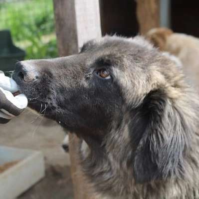 Tierschutzhunde suchen ein Zuhause-Beitrag-Bild