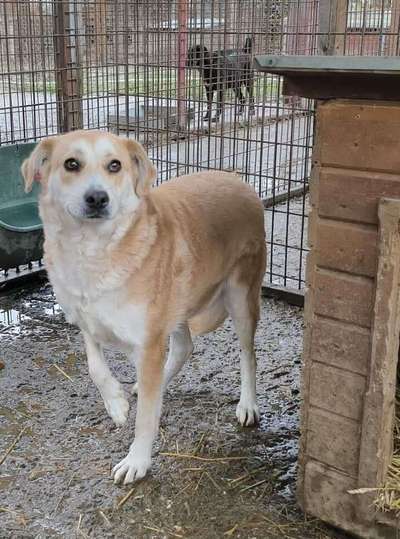 Tierschutzhunde suchen ein Zuhause-Beitrag-Bild