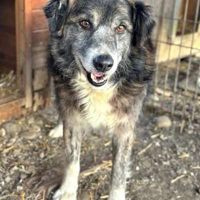 Tierschutzhunde suchen ein Zuhause-Beitrag-Bild