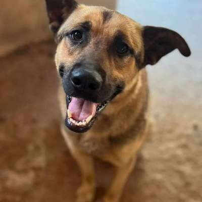 Tierschutzhunde suchen ein Zuhause-Beitrag-Bild