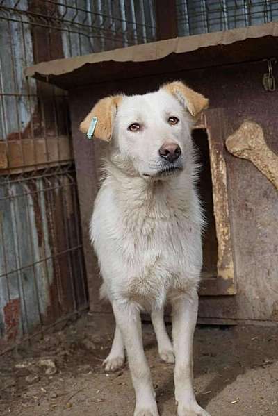 Tierschutzhunde suchen ein Zuhause-Beitrag-Bild