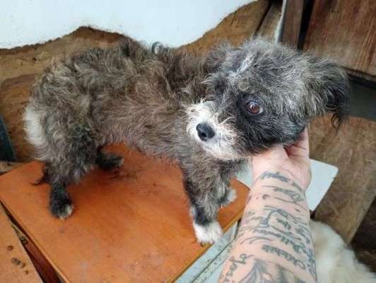 Tierschutzhunde suchen ein Zuhause-Beitrag-Bild