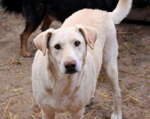 Tierschutzhunde suchen ein Zuhause-Beitrag-Bild
