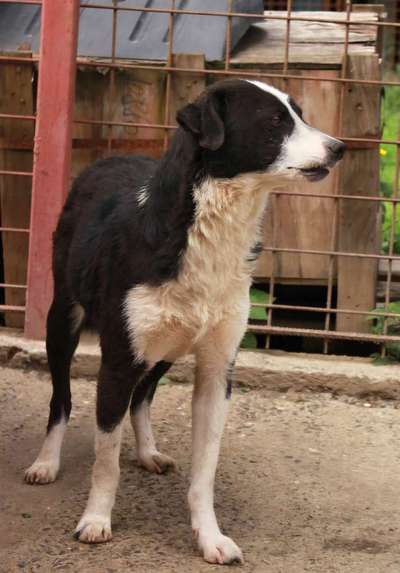 Tierschutzhunde suchen ein Zuhause-Beitrag-Bild