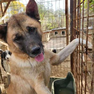 Tierschutzhunde suchen ein Zuhause-Beitrag-Bild