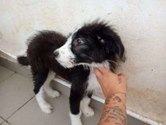 Tierschutzhunde suchen ein Zuhause-Beitrag-Bild