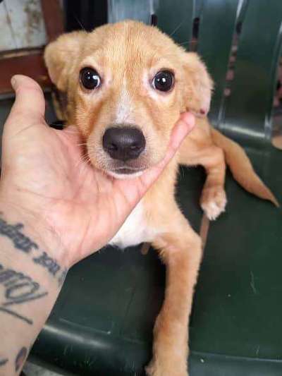 Tierschutzhunde suchen ein Zuhause-Beitrag-Bild